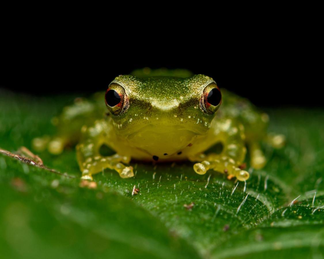 Kuyana Amazon Lodge Archidona 外观 照片