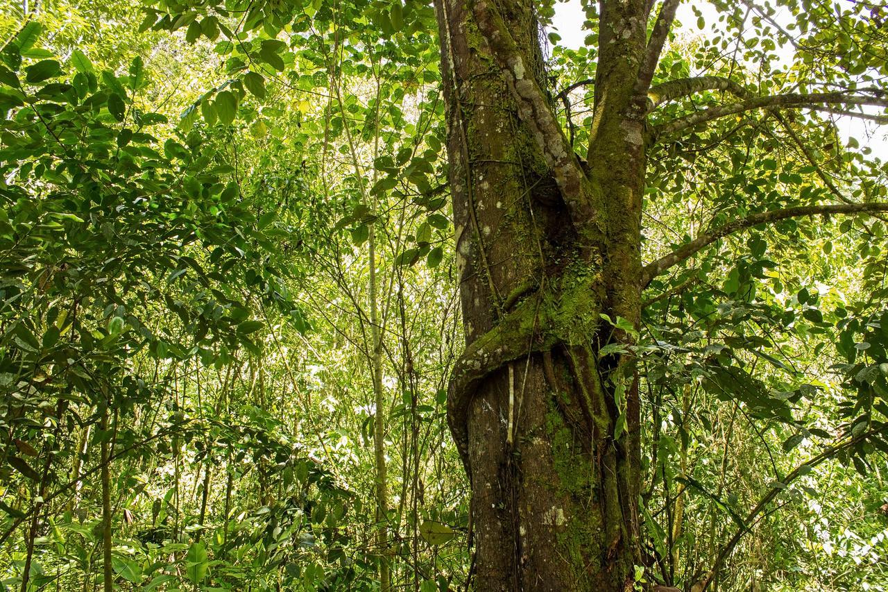 Kuyana Amazon Lodge Archidona 客房 照片